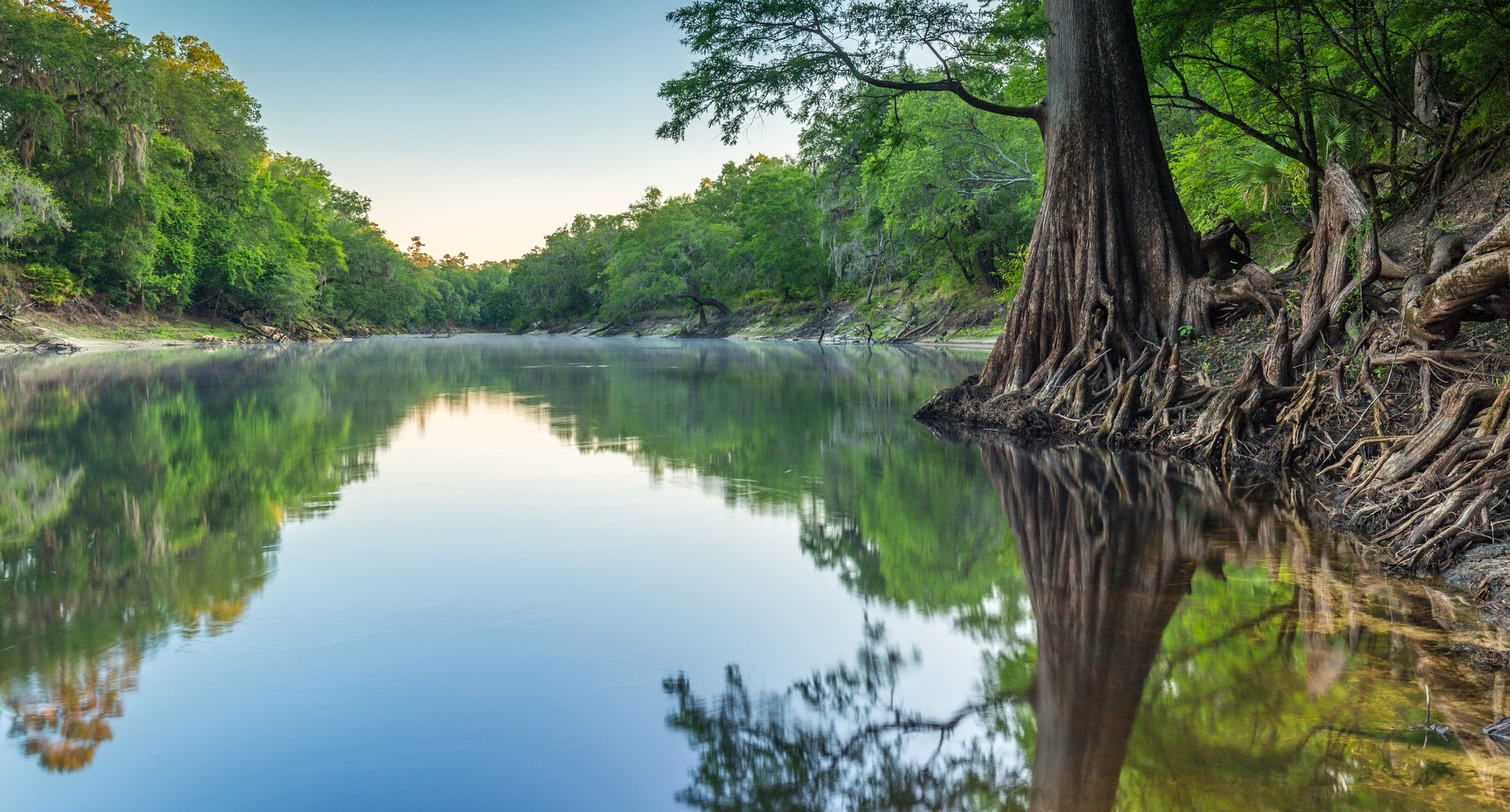 River scene with large cypress tree at Suwannee River State Park